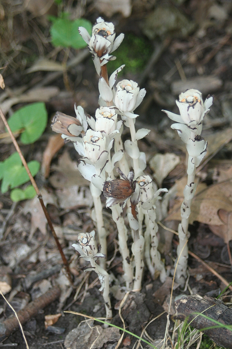 fischer woods indian pipe flower